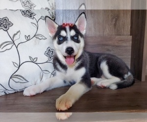 Siberian Husky Puppy for sale in ELKHART, IN, USA