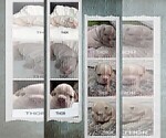 Small Photo #95 French Bulldog Puppy For Sale in MCKINLEYVILLE, CA, USA