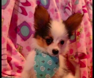 Papillon Puppy for sale in FREWSBURG, NY, USA