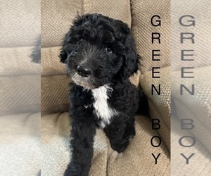 Sheepadoodle Puppy for Sale in ABILENE, Texas USA