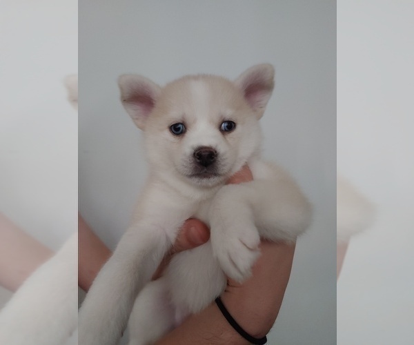 Medium Photo #2 Pomsky Puppy For Sale in LOVELAND, CO, USA
