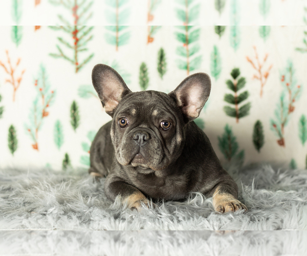 Medium Photo #2 French Bulldog Puppy For Sale in MILLERSBURG, IN, USA
