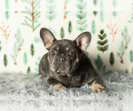 Small Photo #2 French Bulldog Puppy For Sale in MILLERSBURG, IN, USA