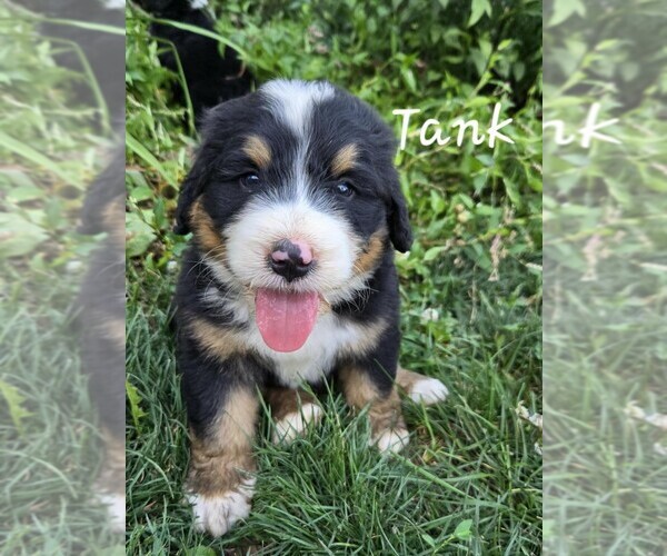 Medium Photo #2 Bernedoodle Puppy For Sale in FRANKLIN, MO, USA