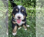 Puppy Tank Bernedoodle