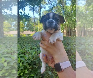 French Bulldog Puppy for sale in JACKSONVILLE, FL, USA