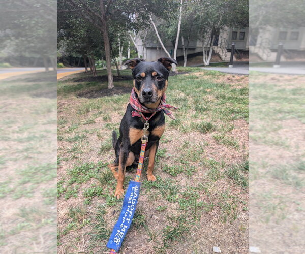 Medium Photo #8 Labrador Retriever-Unknown Mix Puppy For Sale in Boston, MA, USA