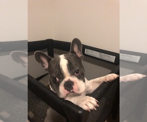 Mother of the French Bulldog puppies born on 09/11/2019