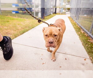 *FIDDLE - Male Mutt Dog for Adoption - Photo #2