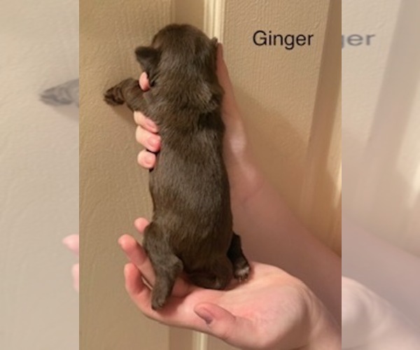 Medium Photo #4 Shorkie Tzu Puppy For Sale in SCOTTSDALE, AZ, USA