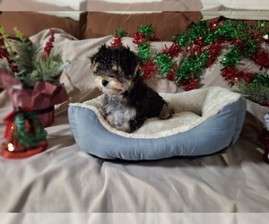 Morkie Puppy for sale in CORNERSVILLE, TN, USA