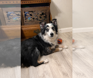 Australian Shepherd Dogs for adoption in Dallas, TX, USA