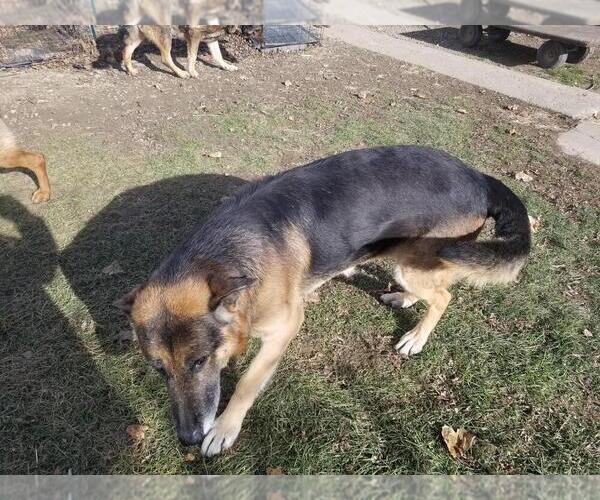 Medium Photo #1 German Shepherd Dog Puppy For Sale in VERSAILLES, OH, USA