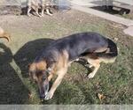 Small Photo #1 German Shepherd Dog Puppy For Sale in VERSAILLES, OH, USA