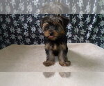 Puppy Daisy Yorkshire Terrier