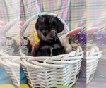 Puppy Barkley Schnauzer (Miniature)