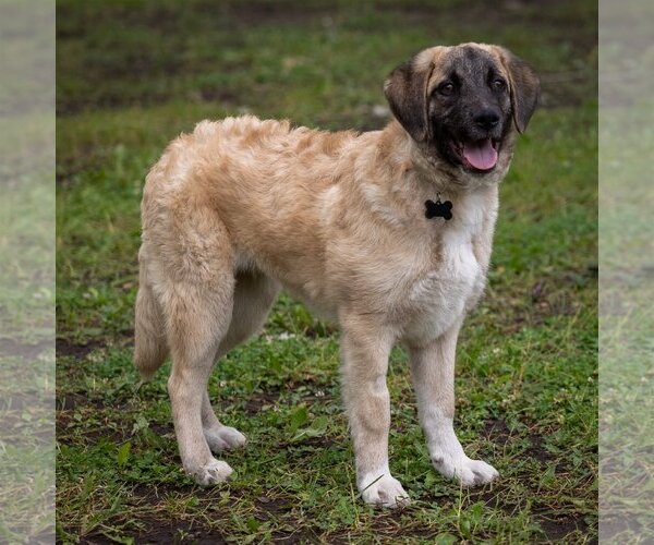 Medium Photo #3 Anatolian Shepherd-Unknown Mix Puppy For Sale in Plymouth, MN, USA