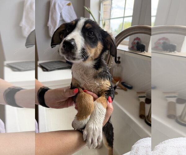 Medium Photo #6 Border Collie-Unknown Mix Puppy For Sale in Sandy, UT, USA