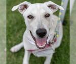 Small #10 Labrador Retriever Mix