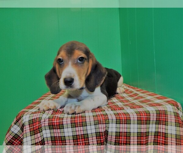 Medium Photo #3 Beagle Puppy For Sale in PATERSON, NJ, USA