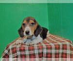 Small Photo #3 Beagle Puppy For Sale in PATERSON, NJ, USA