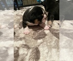 Small Photo #7 Bulldog Puppy For Sale in CALDWELL, TX, USA