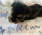 Small Photo #1 Yorkshire Terrier Puppy For Sale in PALM HARBOR, FL, USA