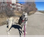 Small #5 Dutch Shepherd  Mix