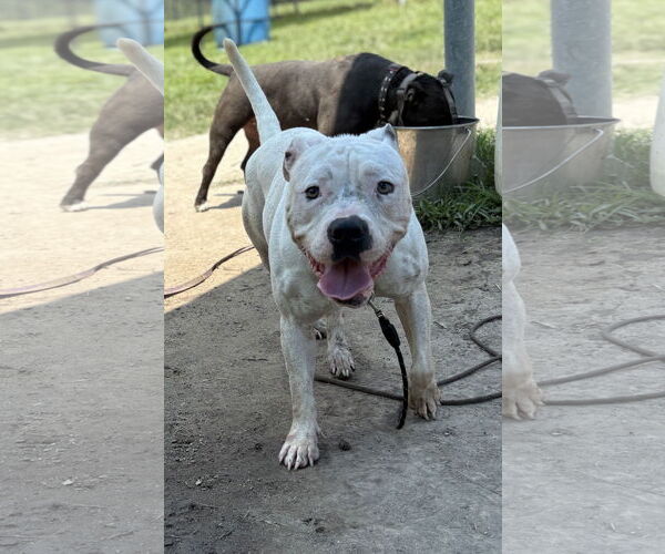 Medium Photo #2 American Pit Bull Terrier-Unknown Mix Puppy For Sale in Virginia Beach, VA, USA