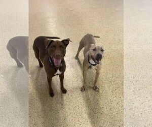Tip - Female American Bulldog-Unknown Mix Dog for Adoption - Photo #26