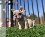Small #1 French Bulldog