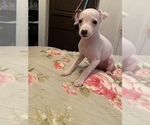 Puppy 3 Italian Greyhound