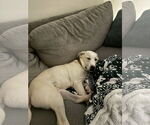 Small #7 Labrador Retriever Mix