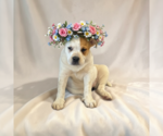 Small Photo #1 Bulldog-Unknown Mix Puppy For Sale in MIDWAY, UT, USA