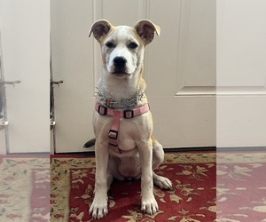 Labrador Retriever-Mutt Mix Puppy for sale in PITTSGROVE, NJ, USA