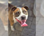 Small #10 American Pit Bull Terrier Mix