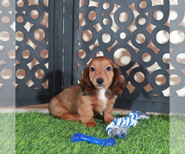 Medium Photo #1 Dachshund Puppy For Sale in MOUNT VERNON, OH, USA