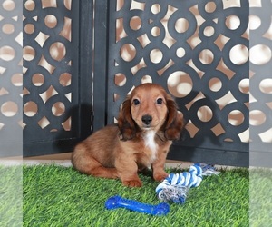 Dachshund Puppy for sale in MOUNT VERNON, OH, USA