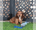 Small Dachshund