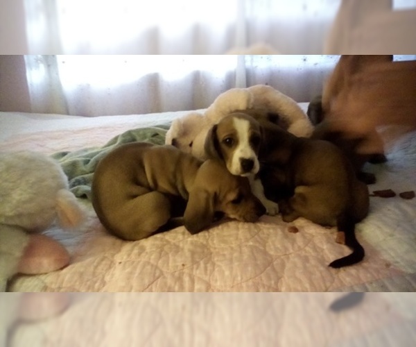Medium Photo #7 Dachshund Puppy For Sale in GARDEN GROVE, CA, USA