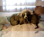 Small Photo #7 Dachshund Puppy For Sale in GARDEN GROVE, CA, USA
