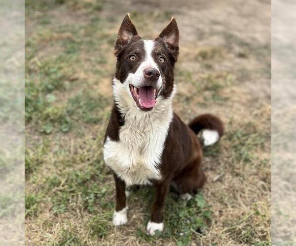 Medium Photo #1 Border Collie-Unknown Mix Puppy For Sale in Modesto, CA, USA