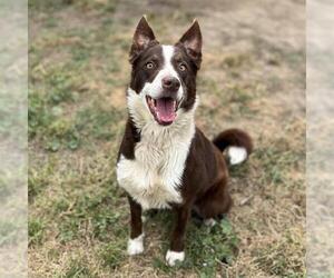 Border Collie-Unknown Mix Dogs for adoption in Modesto, CA, USA
