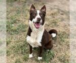 Small Border Collie Mix