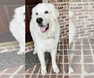 Great Pyrenees Dogs for adoption in Houston, TX, USA