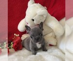 Small Photo #24 French Bulldog Puppy For Sale in PEMBROKE PINES, FL, USA