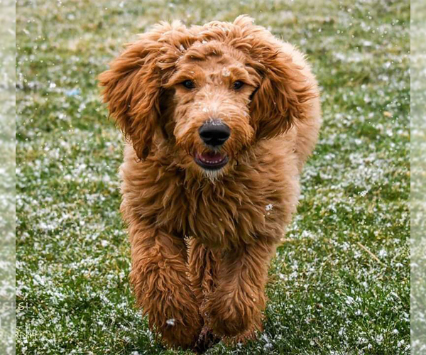 Medium Photo #12 Goldendoodle Puppy For Sale in PERRYSVILLE, OH, USA
