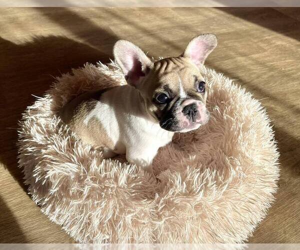 Medium Photo #10 French Bulldog Puppy For Sale in SANTA MONICA, CA, USA