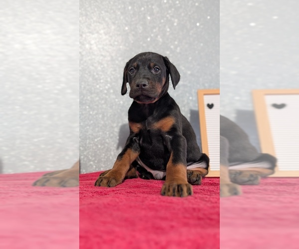 Medium Photo #8 Doberman Pinscher Puppy For Sale in GOSHEN, IN, USA