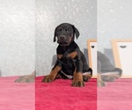 Small #7 Doberman Pinscher